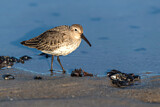Image. Dunlin