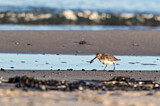 Image. Dunlin