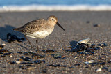 Image. Dunlin