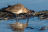 Image. Dunlin