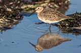 Image. Dunlin