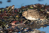 Image. Dunlin