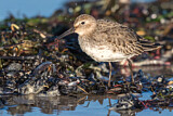 Image. Dunlin