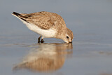 Image. Dunlin