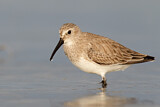 Image. Dunlin