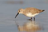 Image. Dunlin