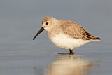 Image. Dunlin
