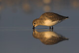 Image. Dunlin