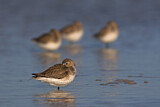 Image. Dunlin
