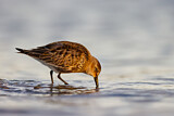 Image. Dunlin