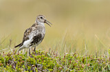 Image. Dunlin
