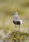 Image. Dunlin