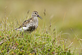 Image. Dunlin
