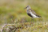 Image. Dunlin
