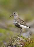 Image. Dunlin