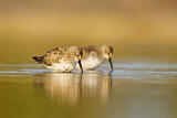 Image. Dunlin