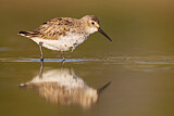Image. Dunlin