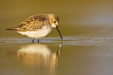 Image. Dunlin