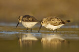 Image. Dunlin