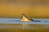 Image. Dunlin