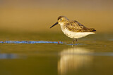 Image. Dunlin