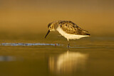 Image. Dunlin