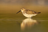 Image. Dunlin