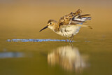 Image. Dunlin
