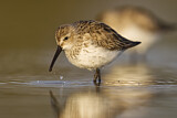 Image. Dunlin