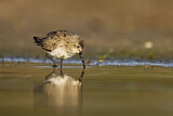 Image. Dunlin