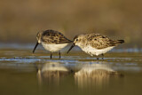 Image. Dunlin