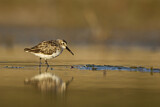 Image. Dunlin