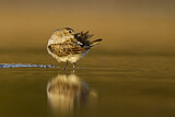 Image. Dunlin