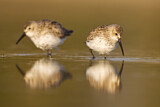 Image. Dunlin