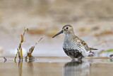 Image. Dunlin