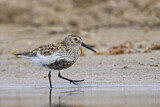 Image. Dunlin