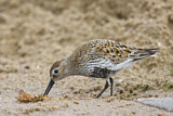 Image. Dunlin