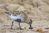 Image. Dunlin
