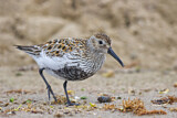 Image. Dunlin