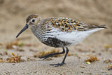 Image. Dunlin