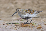 Image. Dunlin