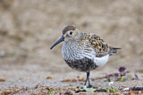 Image. Dunlin