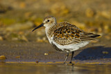 Image. Dunlin