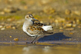 Image. Dunlin