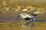 Image. Dunlin