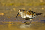 Image. Dunlin