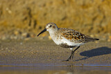Image. Dunlin