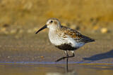 Image. Dunlin