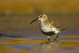 Image. Dunlin