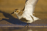 Image. Dunlin